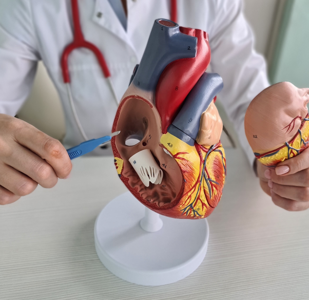 conditions-treated-cardiology.png